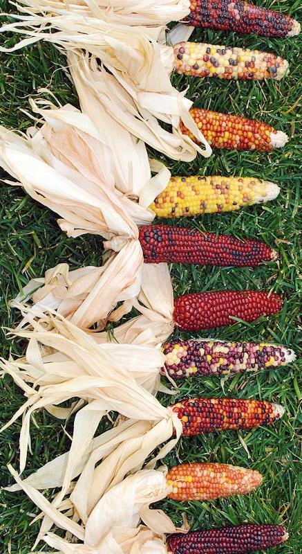 Decorative Corn- Muhindi